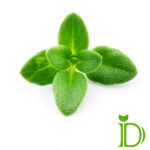 دمنوش آویشن