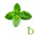 دمنوش آویشن