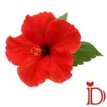 چای ترش دمی نو