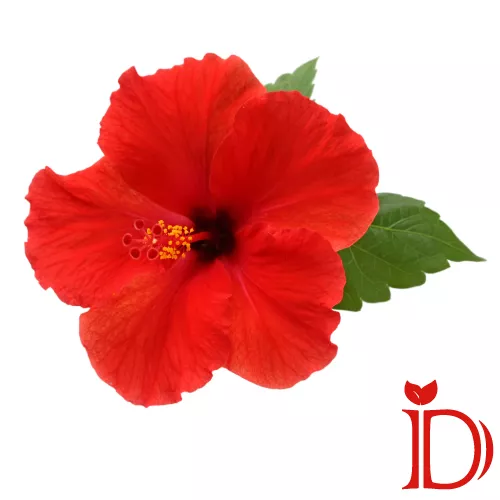 چای ترش دمی نو