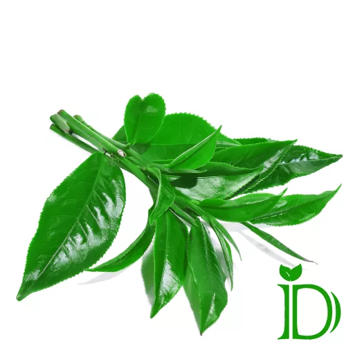 چای سبز دمی نو