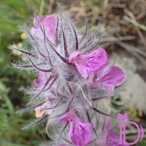 چای کوهی دمی نو