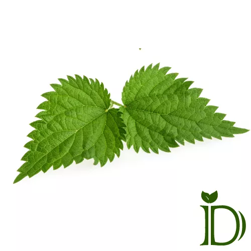 گزنه دمی نو