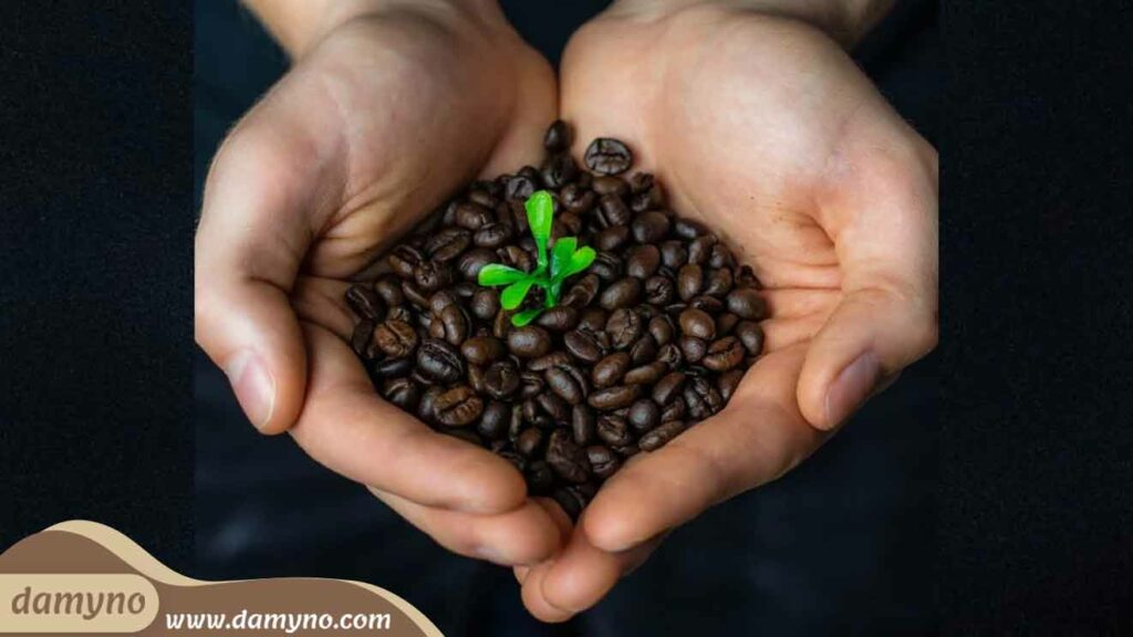روش کاشت گیاه قهوه در خانه