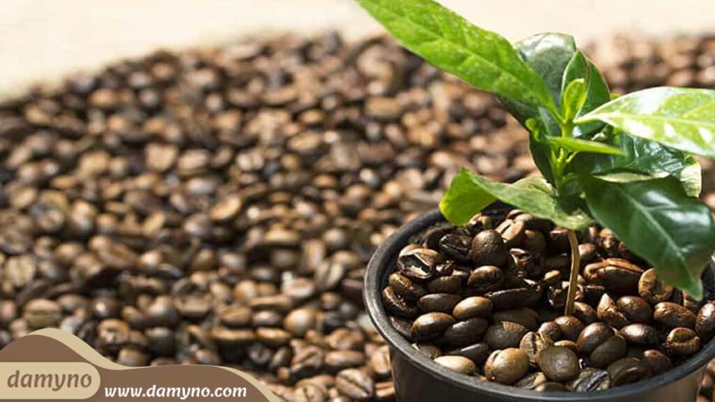 آموزش کاشت و پرورش گیاه قهوه در خانه