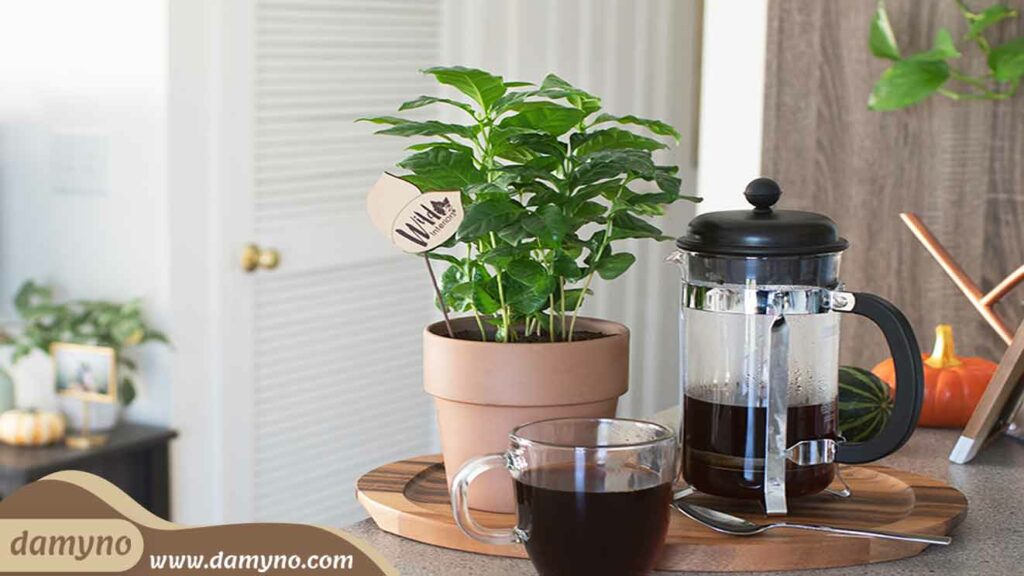 نکات مهم کاشت گیاه قهوه در آپارتمان