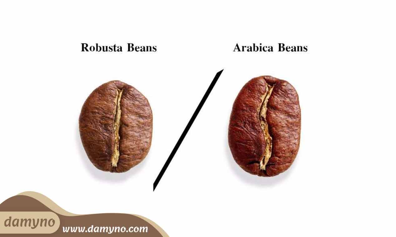مشخصات ظاهری قهوه روبوستا robusta