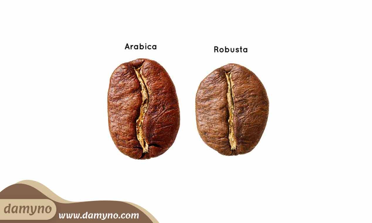 ویژگی های قهوه عربیکا arabica