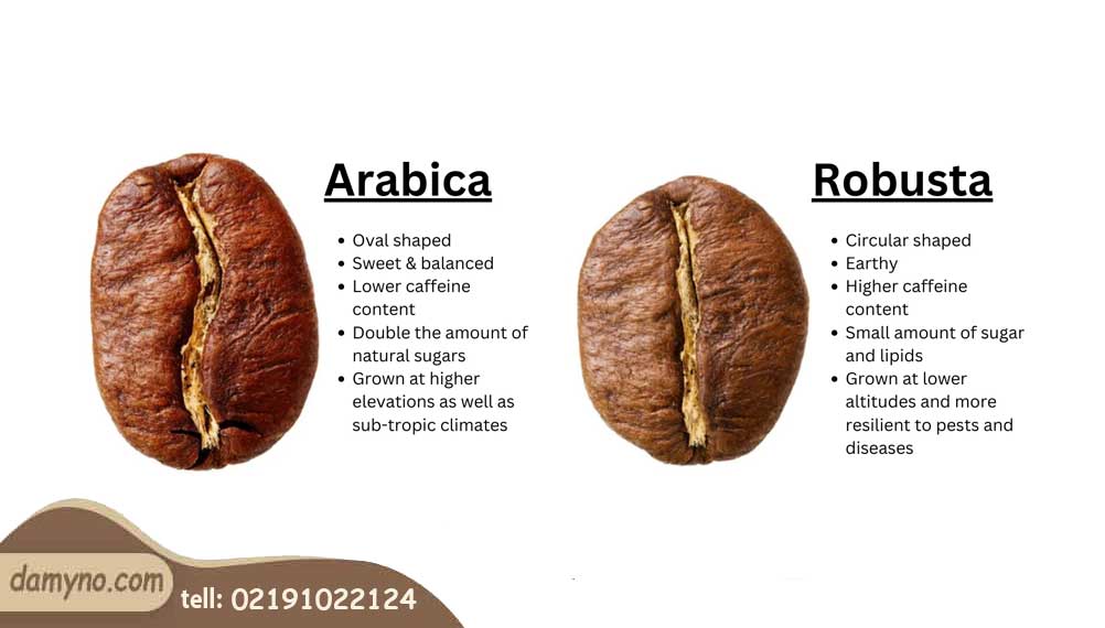 تفاوت قهوه عربیکا و روبوستا | تفاوت طعم، کافئین و شکل ظاهری